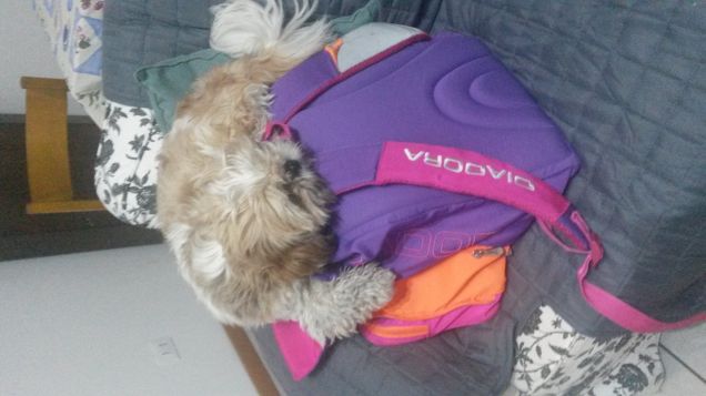 Tosca vuole andare a scuola 