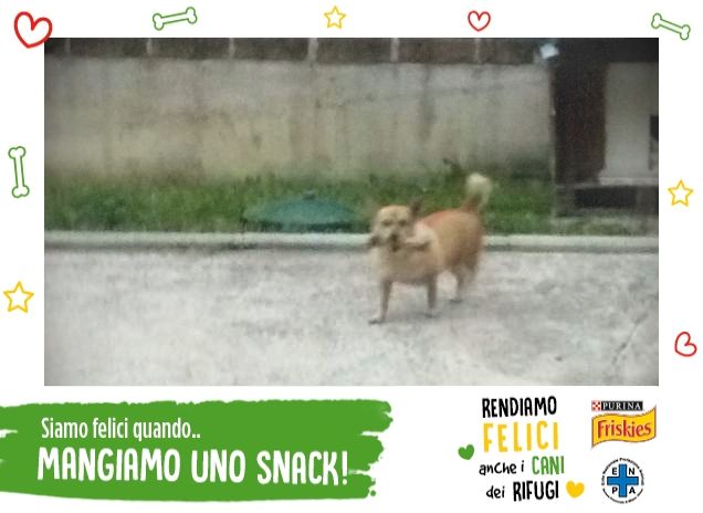 Guai a chi tocca.... 'l'osso'