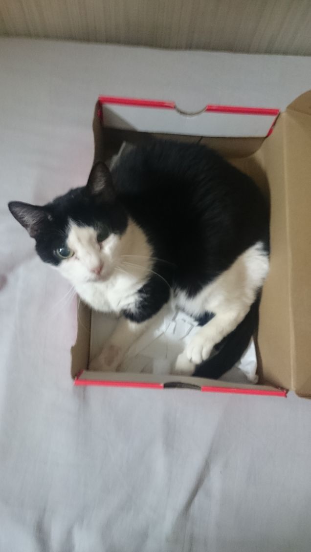 Cat in the box