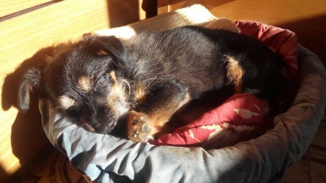 lo sport preferito da Indi...ZzZ