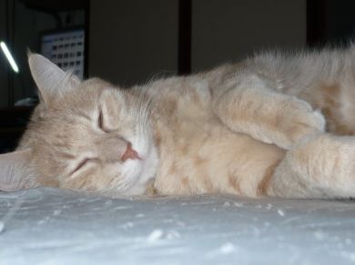 Merlino