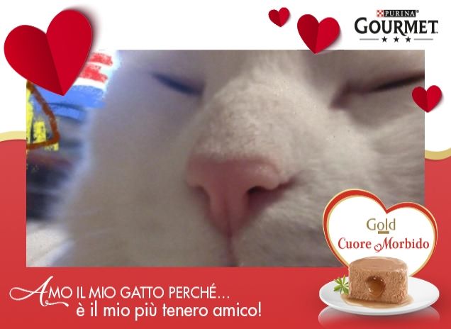 Amo il mio gatto perché...