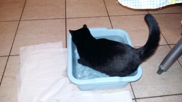 Non ha molta paura dell'acqua!