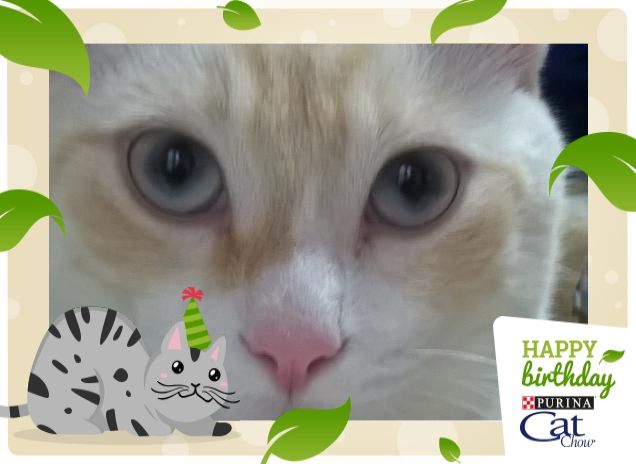 il nostro micione Perry 