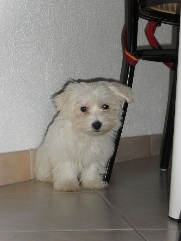 Margot, la mia maltesina