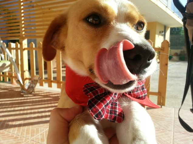 Al battesimo del mio padroncino.