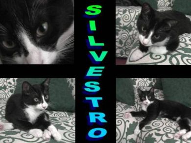 Silvestro