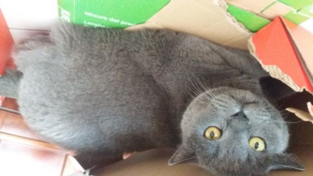 Birillo e la scatola 