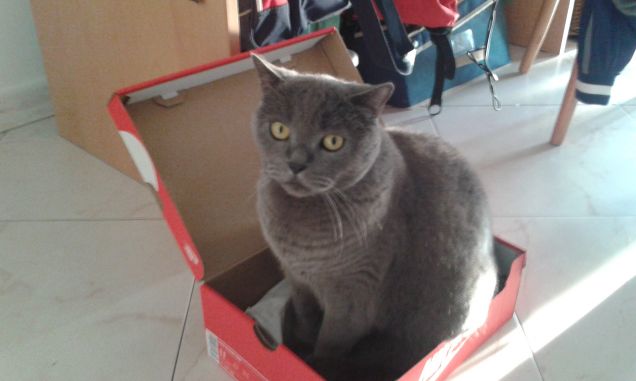 Birillo e le scatole. Che passione!!