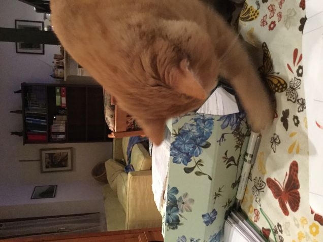 Ho trovato un elastico!,,