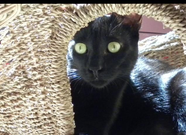 floricienta la strega