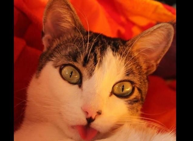 Ti faccio la linguaccia