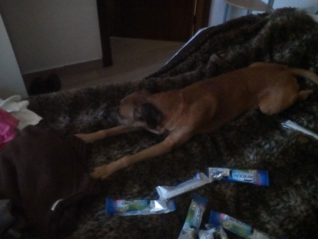 Ator felice con dentalife