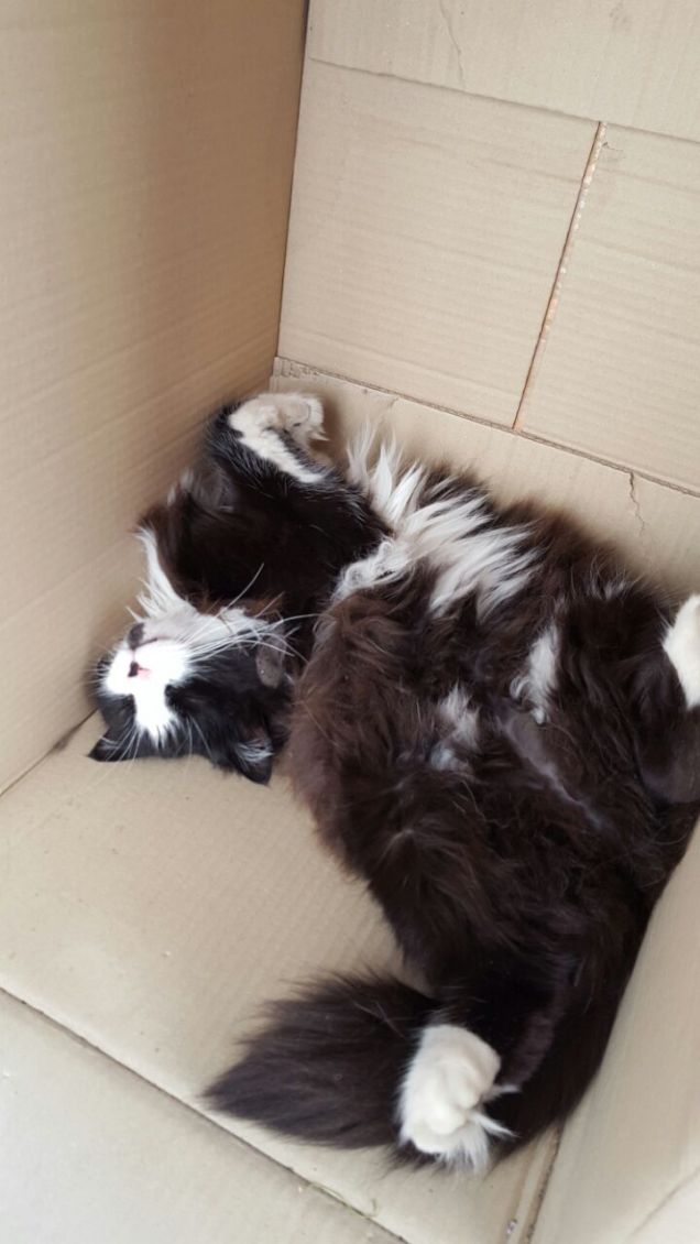 una posizione normale mai???