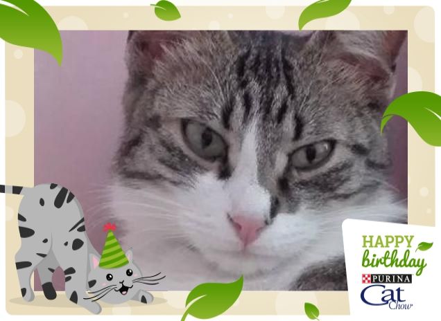 La mia gattina CHANEL!!!