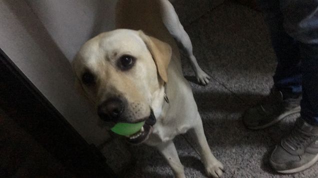 Dusky e palla fluo, si gioca! 