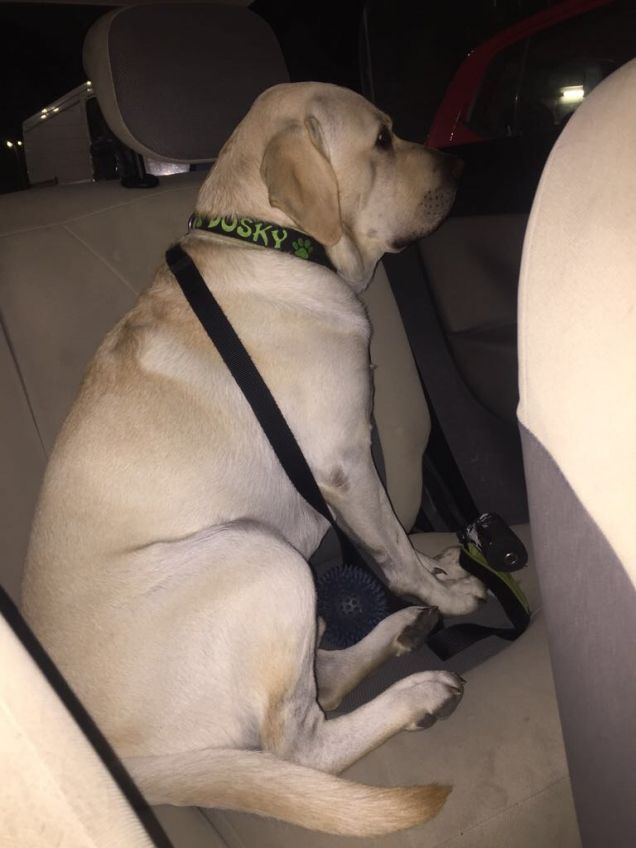 Labrador in macchina 