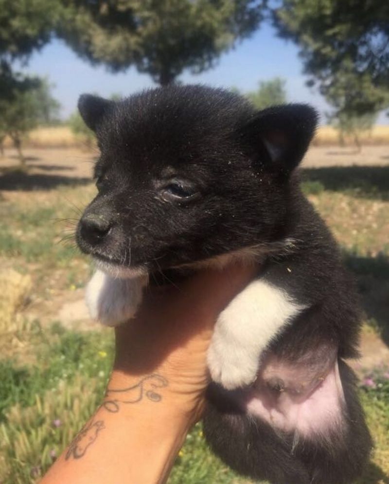 Splendidi Cuccioli taglia piccola