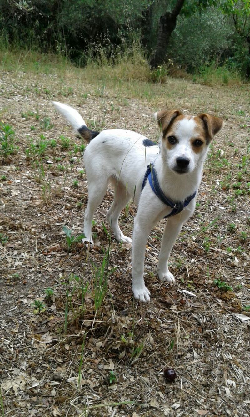 GAIA cucciola mix jack Russel