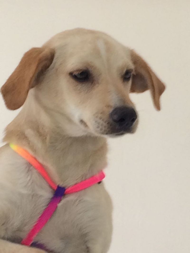 SONIA cucciola taglia piccola di 5 mesi