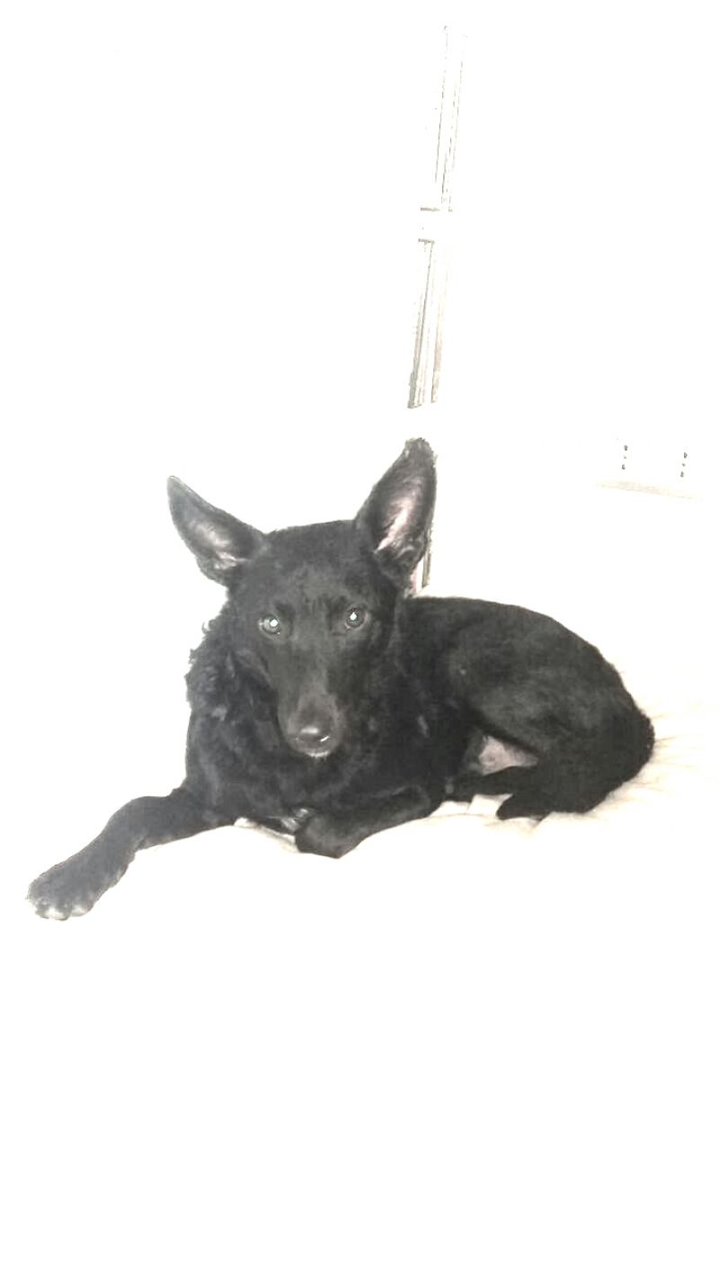 WAIKIKI taglia piccola cerca casa