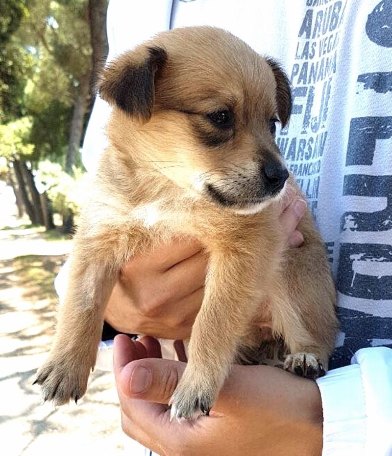 CUCCIOLINA FEMMINA TAGLIA PICCOLA
