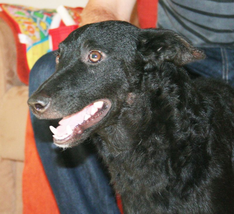 WAIKIKI taglia piccola cerca casa