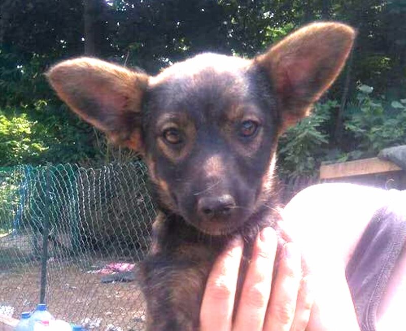 BIMBA CUCCIOLA FEMMINA TAGLIA MEDIA