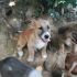 CUCCIOLI TAGLIE PICCOLE 2
