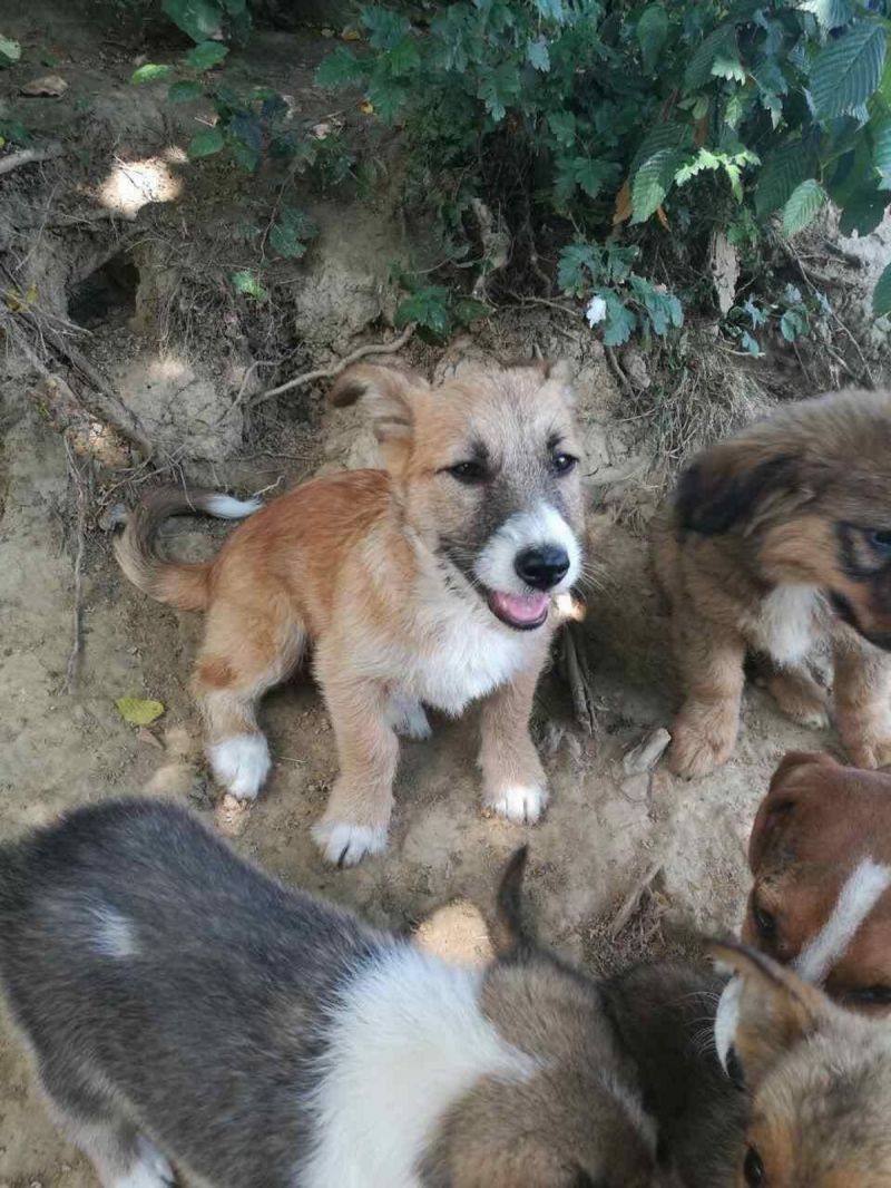 CUCCIOLI TAGLIE PICCOLE 2