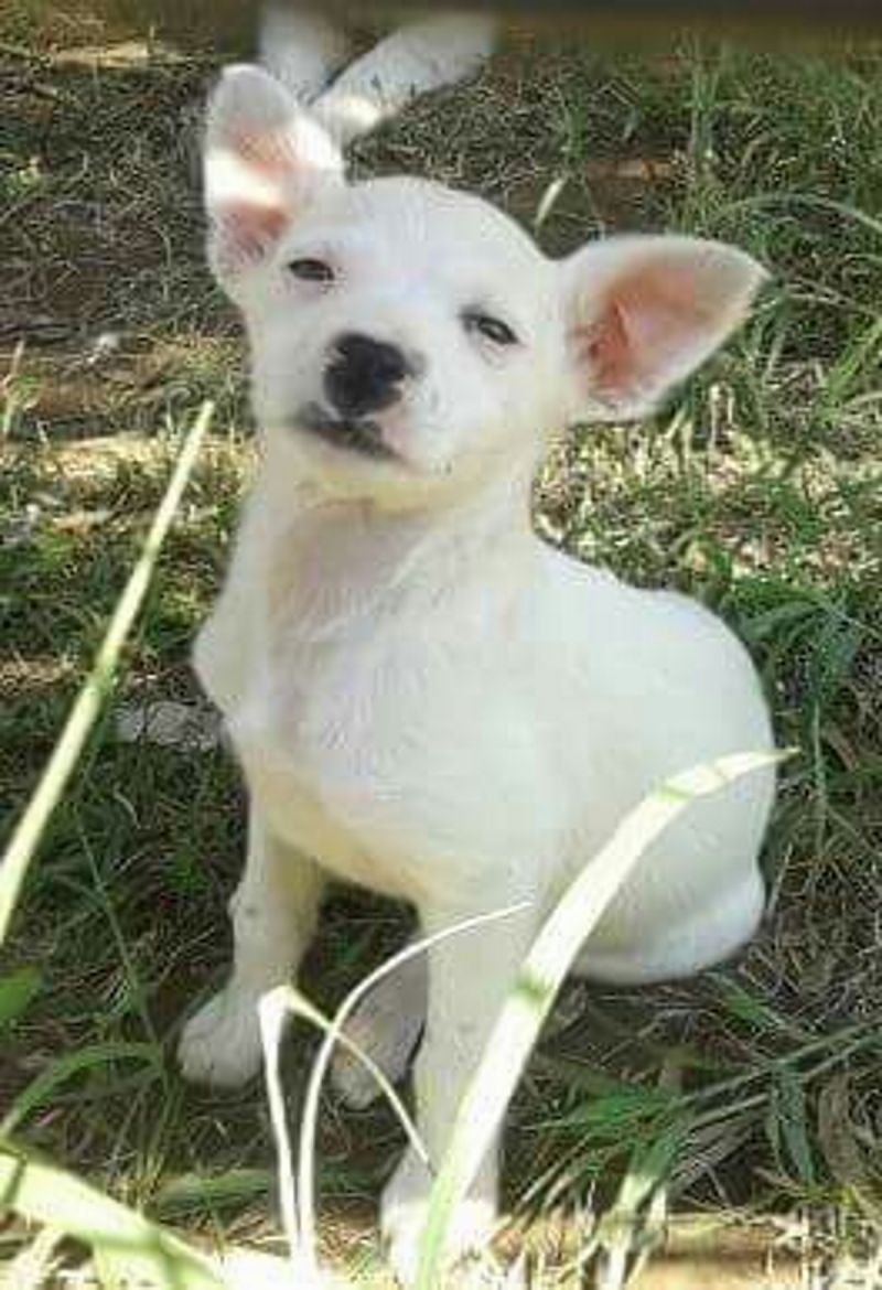CUCCIOLA TAGLIA PICCOLA