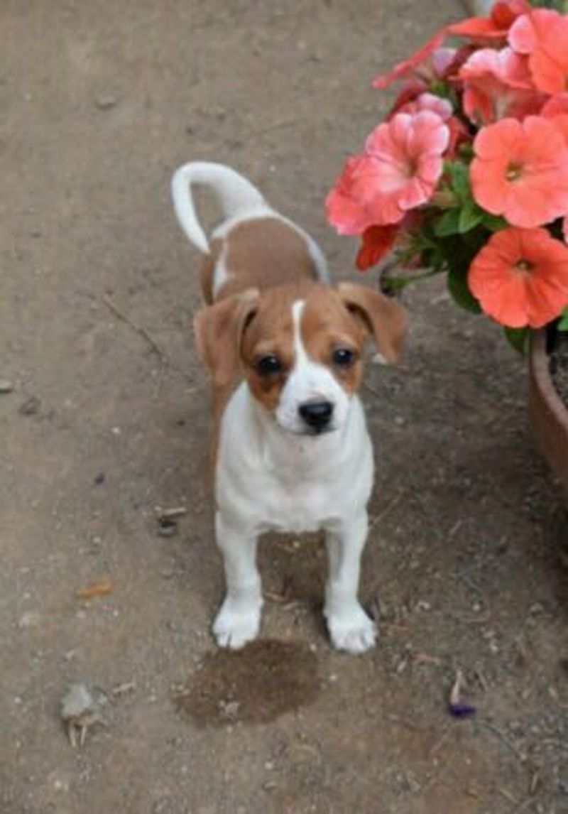 CUCCIOLA MIX JACK RUSSEL