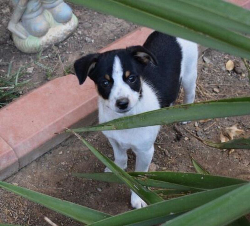 CUCCIOLO MIX JACK RUSSEL