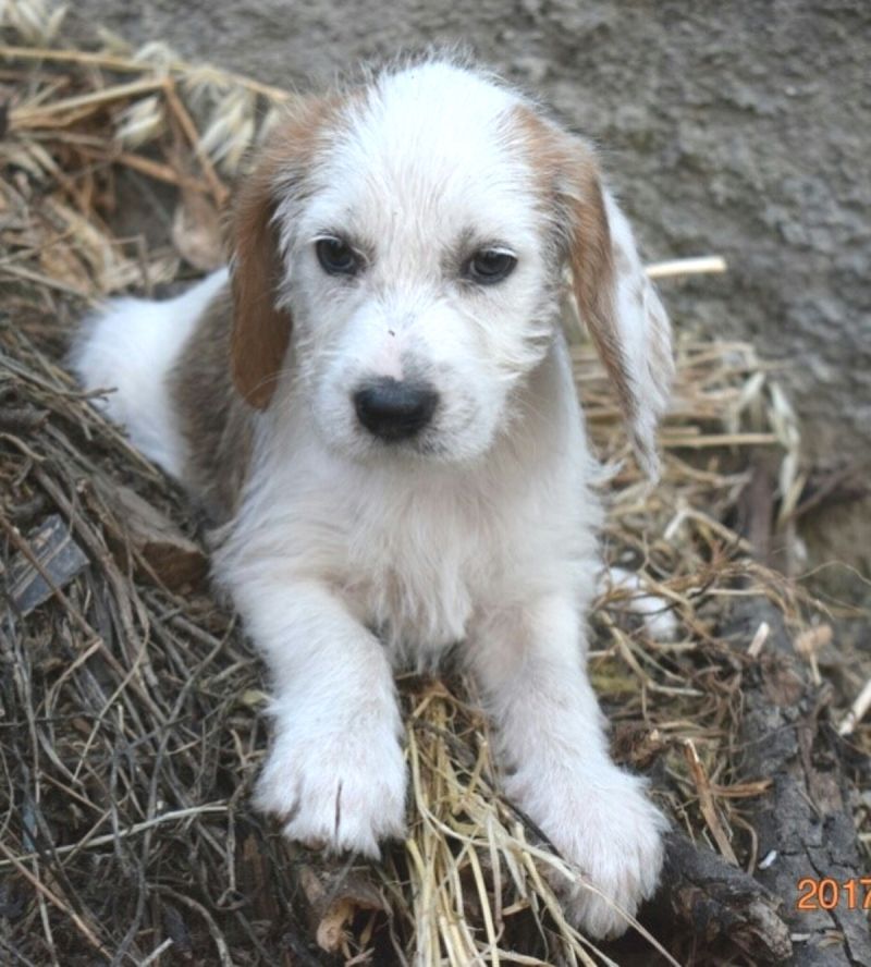 CUCCIOLA TAGLIA MEDIO PICCOLA