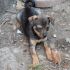 CUCCIOLO MIX PINSCHER TAGLIA PICCOLA
