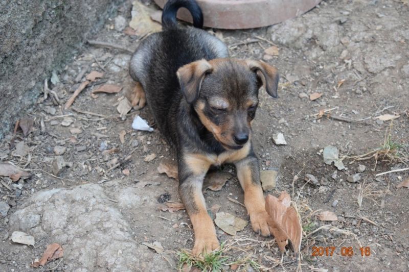 CUCCIOLO MIX PINSCHER TAGLIA PICCOLA