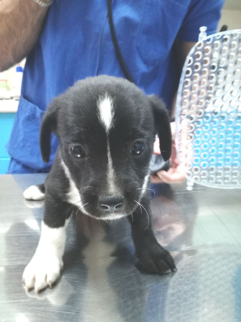 CUCCIOLE FEMMINE TAGLIE PICCOLE