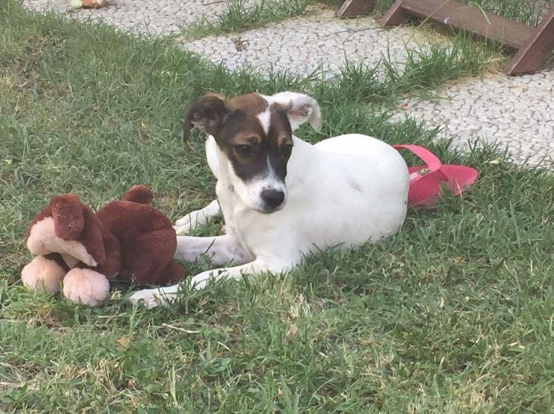 MASCHERINA cucciola taglia piccola simil JACK RUSSEL di 4 mesi