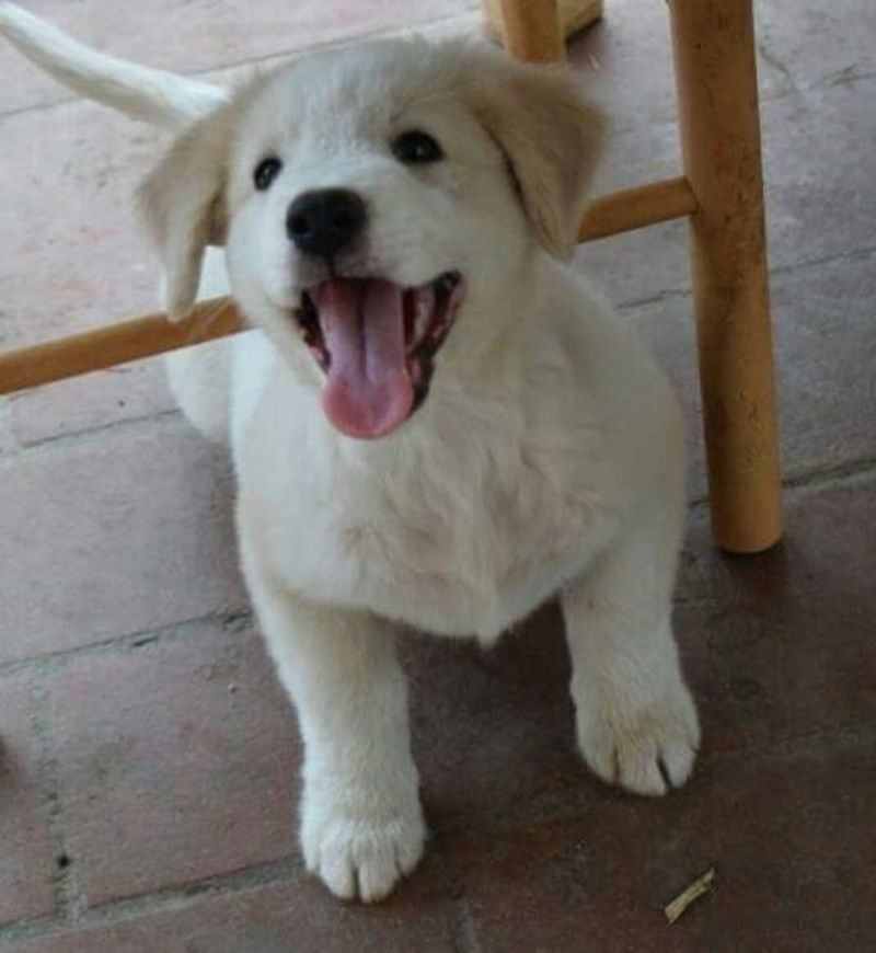 STREPITOSI CUCCIOLI FUTURA TAGLIA GRANDE !!!