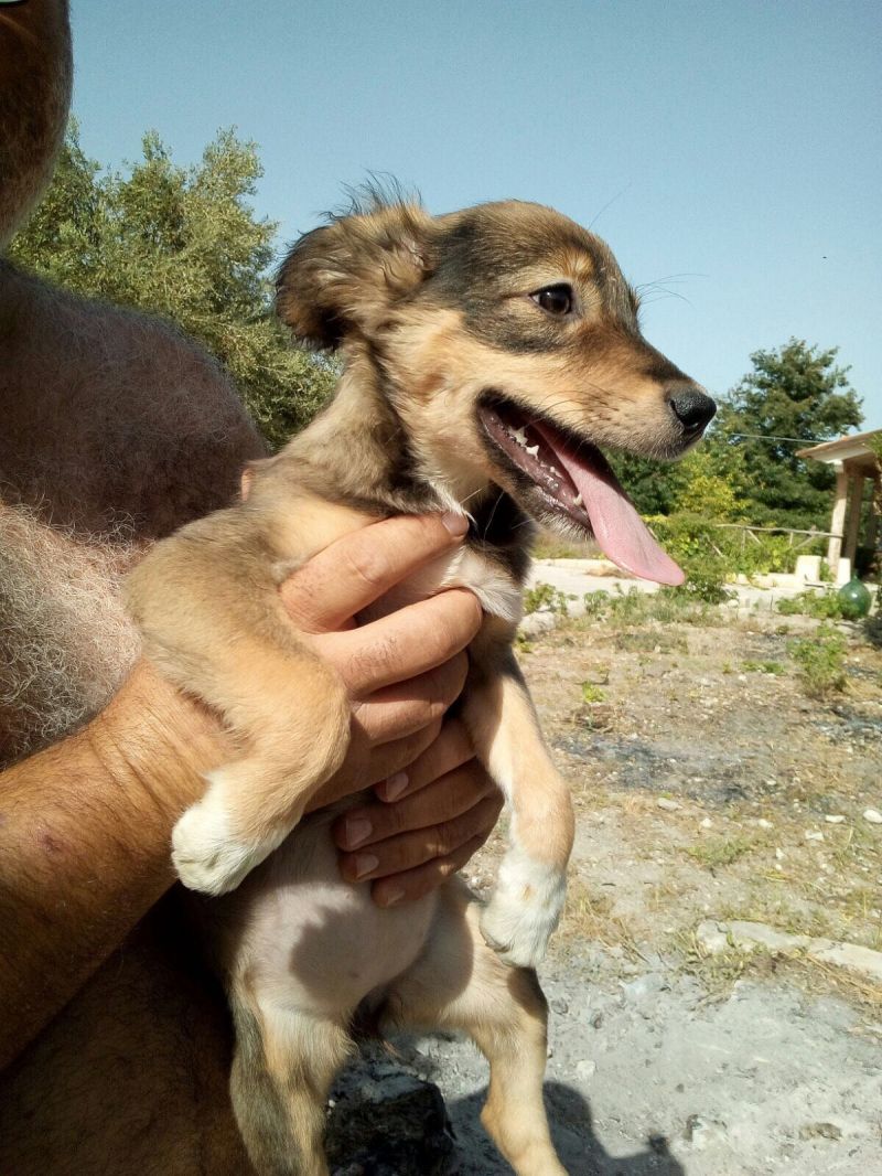 VIKY  SPLENDIDA CUCCIOLA TAGLIA PICCOLA