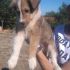 SHILA BELLISSIMA CUCCIOLA MIX COLLIE (PASTORE SCOZZESE)