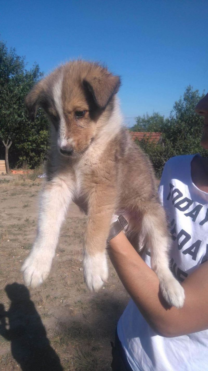 SHILA BELLISSIMA CUCCIOLA MIX COLLIE (PASTORE SCOZZESE)