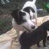 HOLLY cucciola di 10 mesi TAGLIA MINI 5 KG