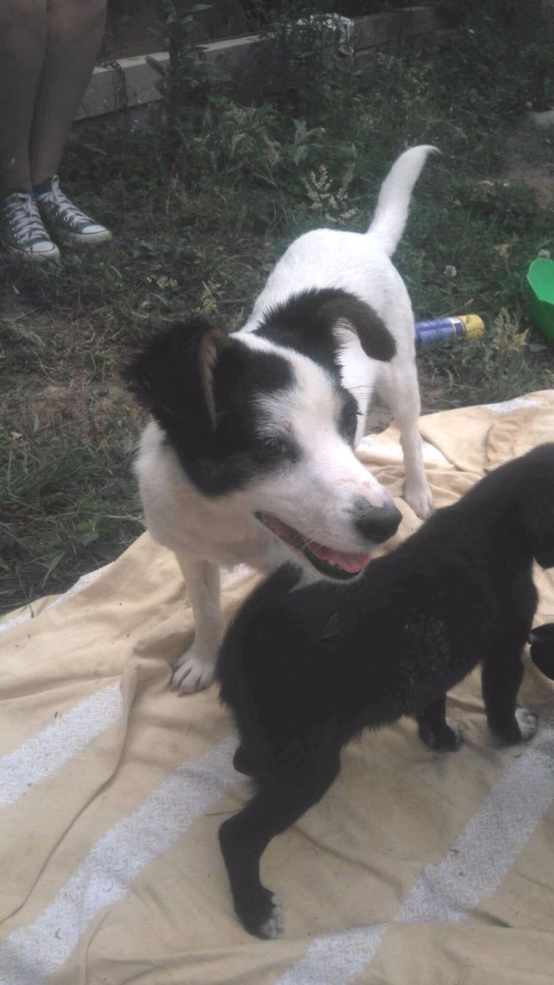HOLLY cucciola di 10 mesi TAGLIA MINI 5 KG