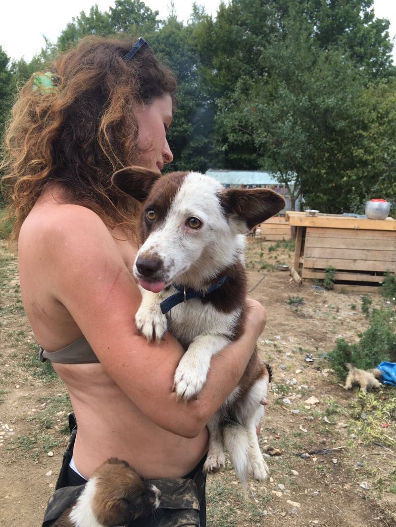 MACCHIA cagnolina di 1 anno taglia piccola 6 kg