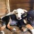 splendidi cuccioli di 3 mesi taglia medio piccola