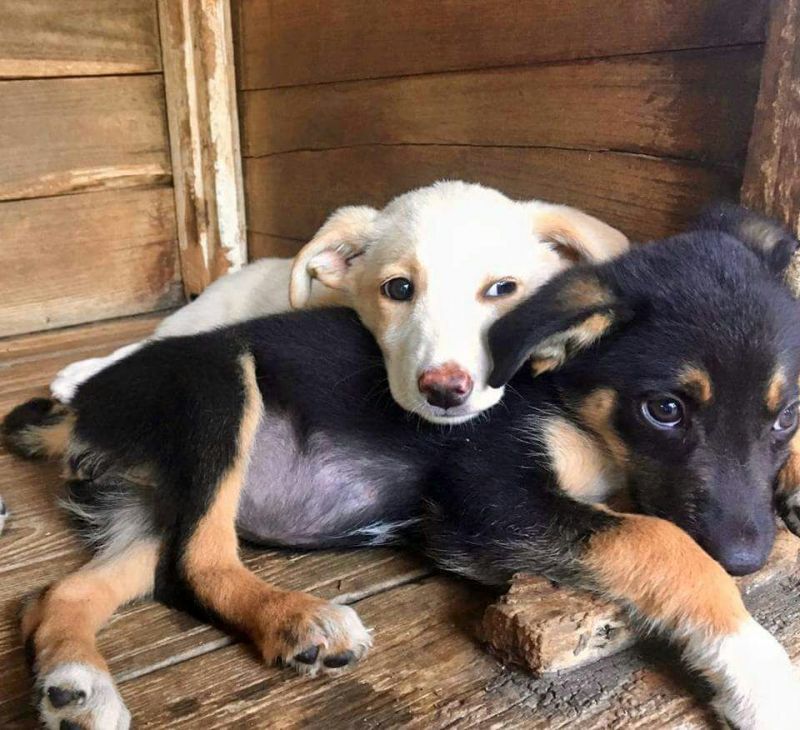 splendidi cuccioli di 3 mesi taglia medio piccola