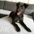 NERINA cagnolina di 1 anno taglia piccola 6 kg