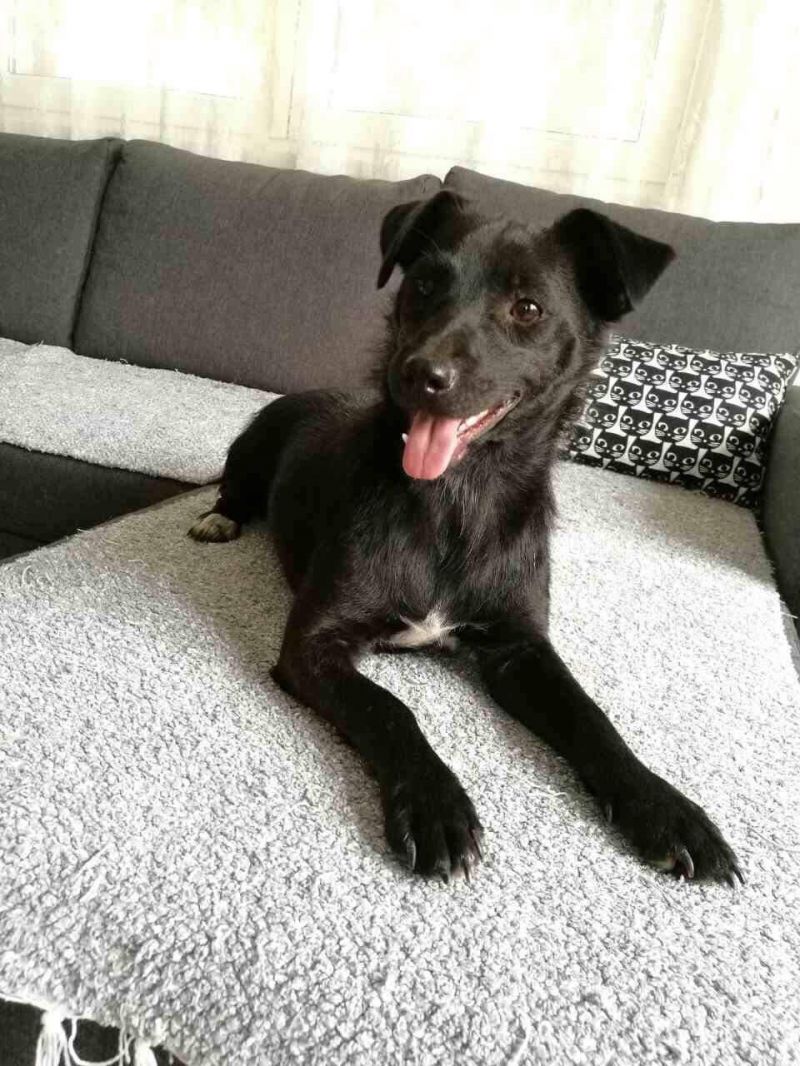 NERINA cagnolina di 1 anno taglia piccola 6 kg