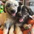 DUE BELLISSIME FEMMINE CUCCIOLE TAGLIA MEDIA